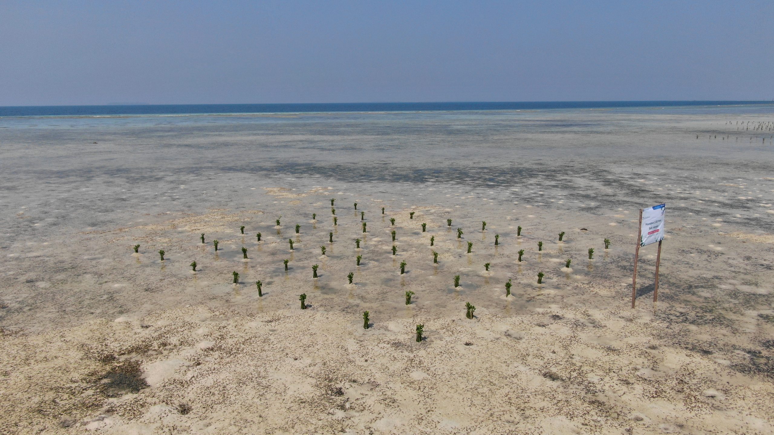 Titik Penanaman di Pulau Pari, Kepulauan Seribu