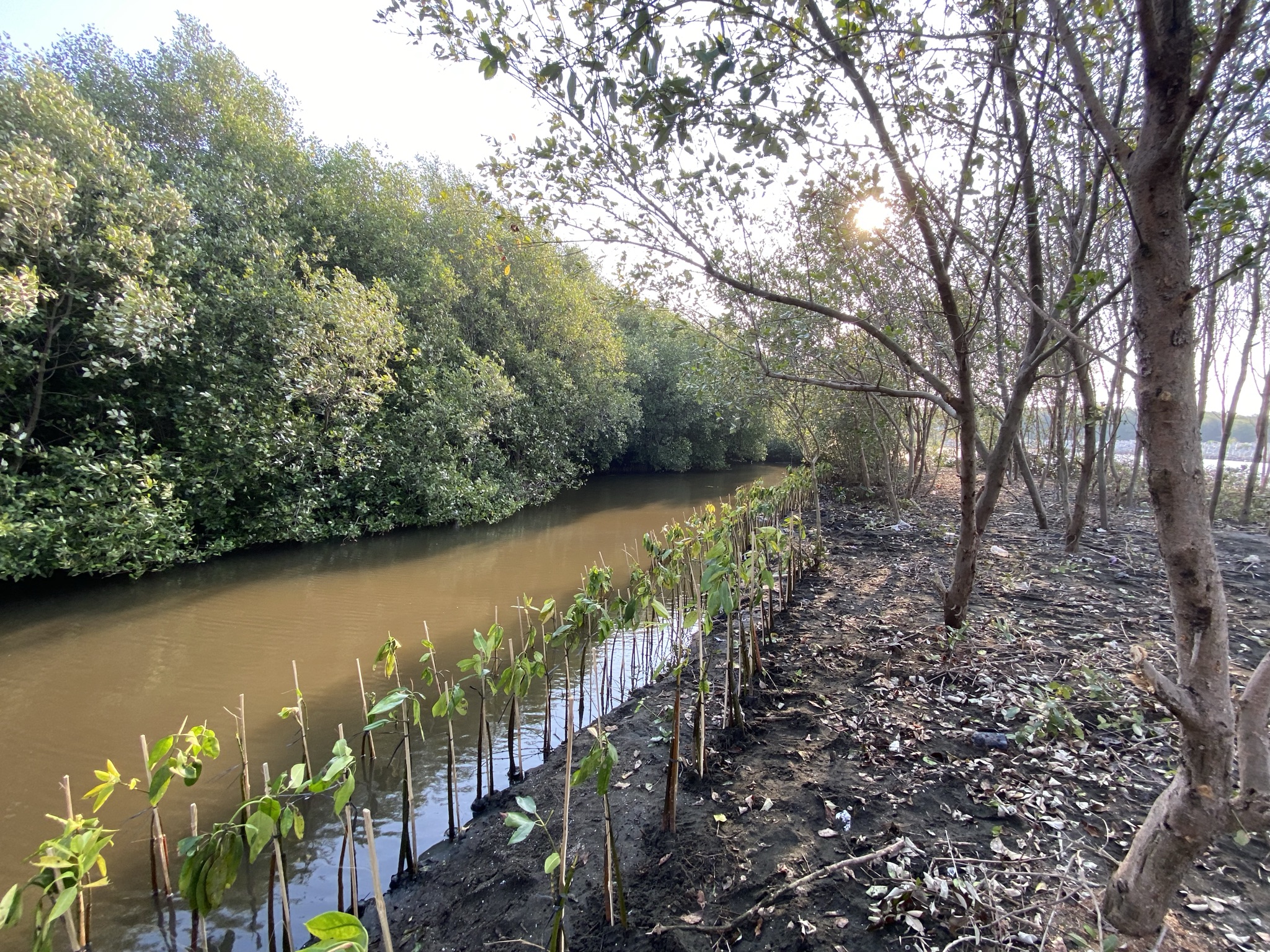 Lokasi penanaman Mangrove di Pantai Mangunharjo, Semarang.