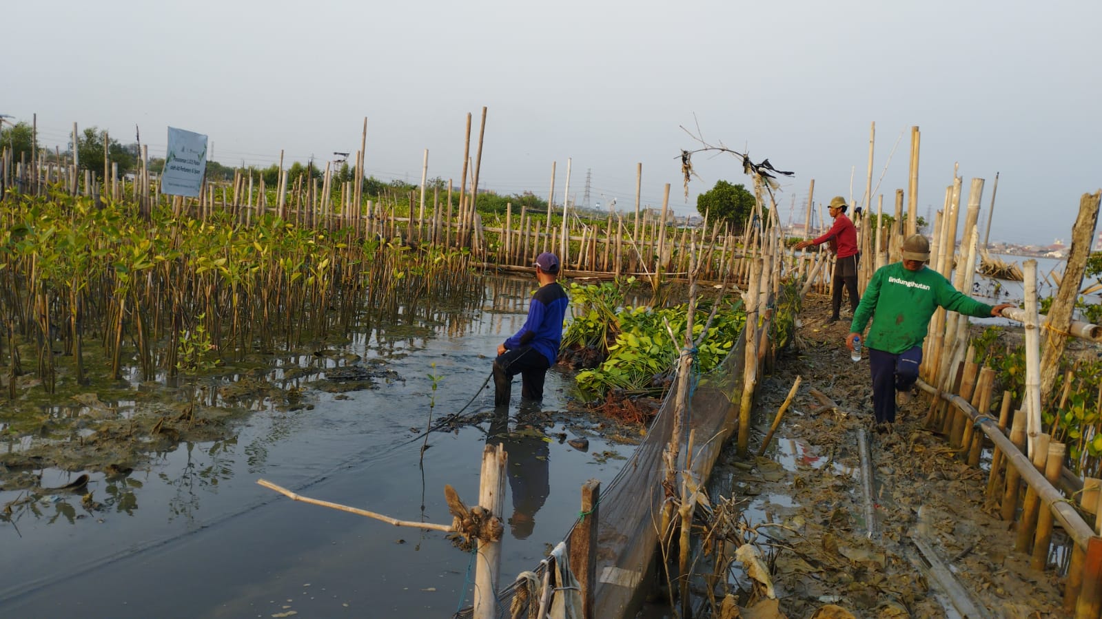 Penanaman mngrove di Tambakrejo, Semarang.