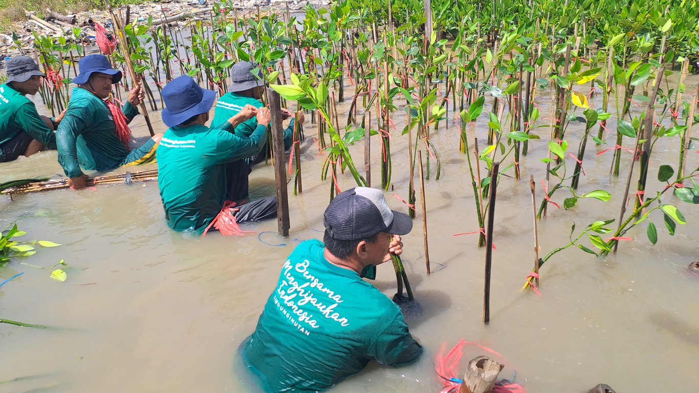 Masyarakat lokal terlibat dalam penanaman mangrove.