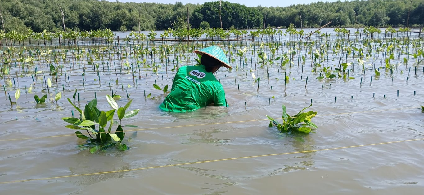 Kegiatan penanaman mangrove di Mangunharjo.