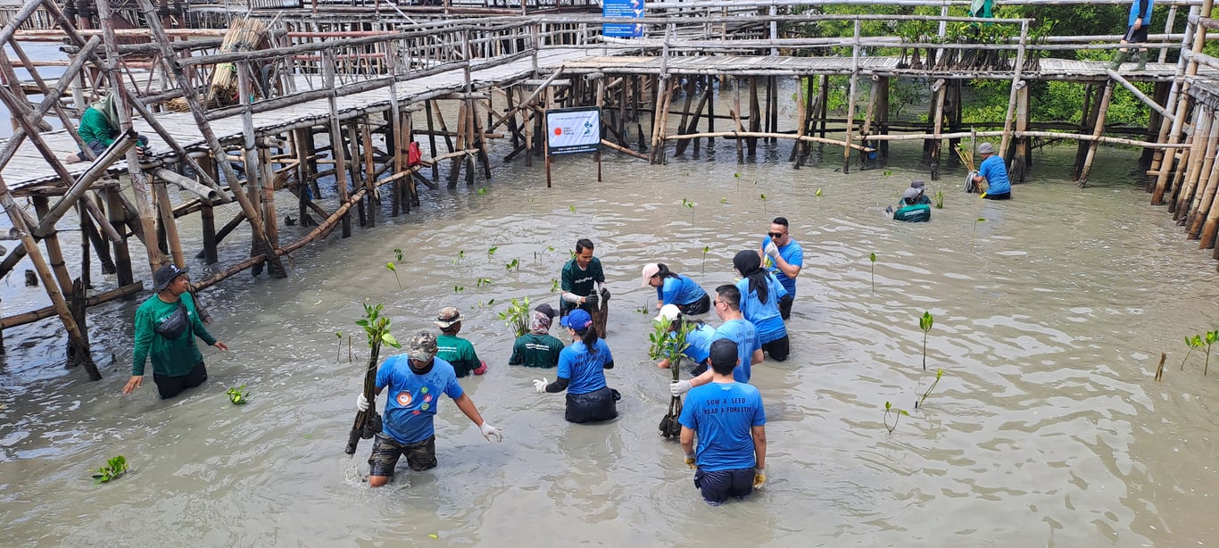 Kegiatan penanaman pohon mangrove di Ekowisata Mangrove Wonorejo, Surabaya.