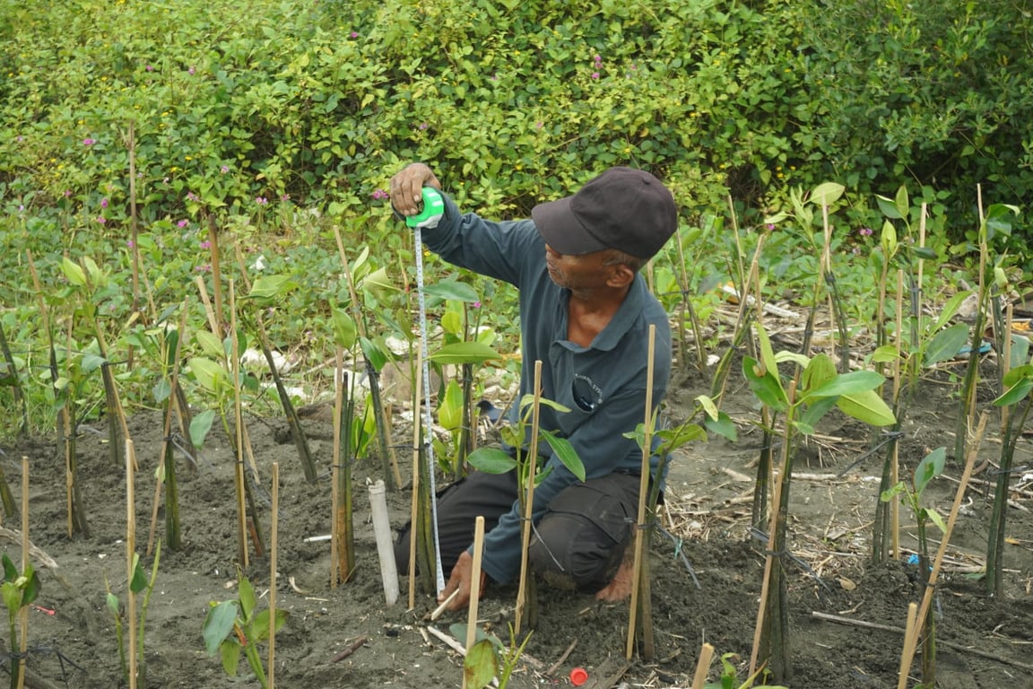 Pemantauan mangrove di Mangunharjo (Dokumen: LindungiHutan).