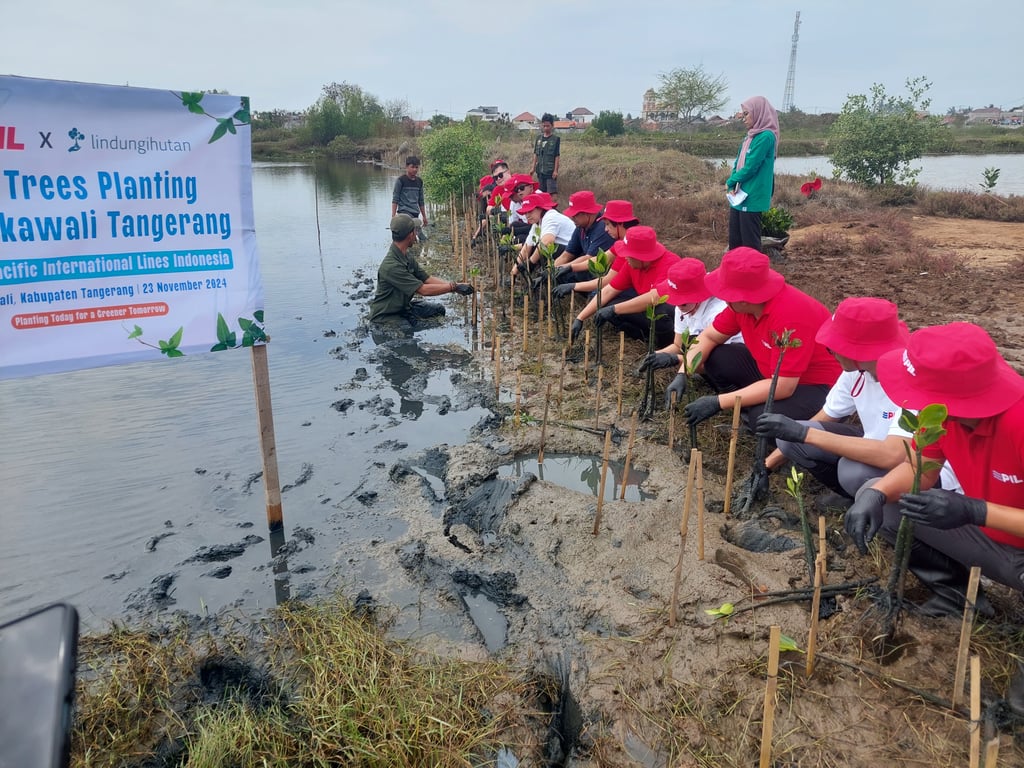 Penanaman bibit-bibit mangrove di Sukawali.