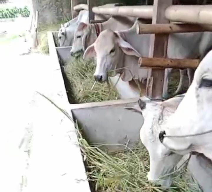 Bantuan 8 ekor sapi dari Dinas Pertanian Untuk kelompok Tani Kahuripan Desa Hegarmanah Cikarang Timur 